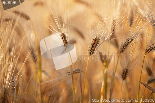 Image of Fields of Wheat in Summer