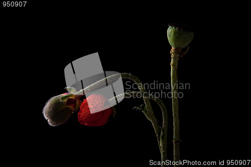 Image of Poppy with dew