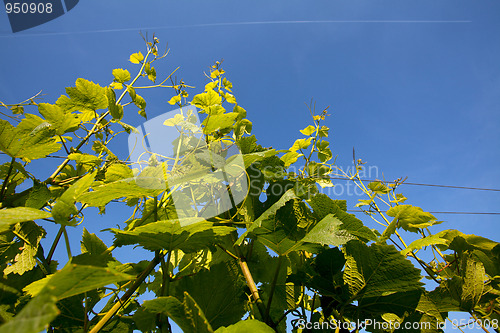 Image of Vineyard in Southwest Germany