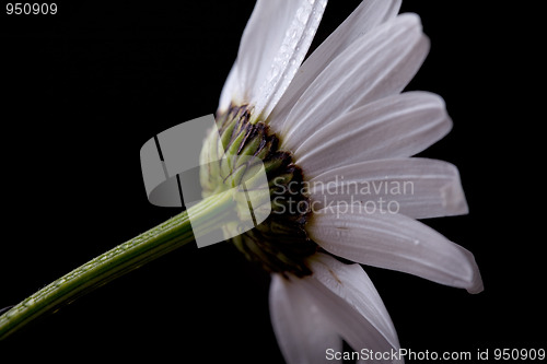 Image of Daisy Flowers with Dewdrops