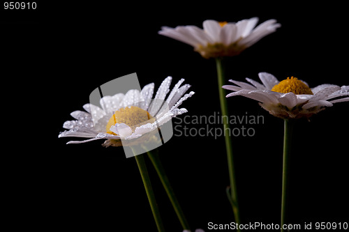 Image of Daisy Flowers with Dewdrops