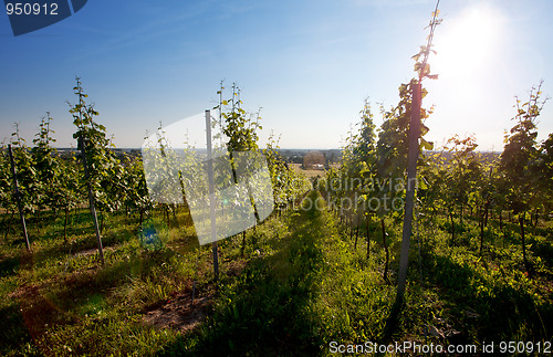 Image of Vineyard in Southwest Germany