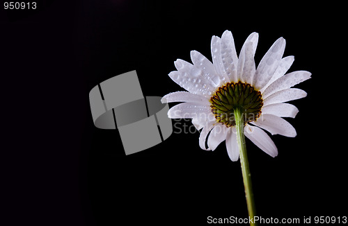 Image of Daisy Flowers with Dewdrops