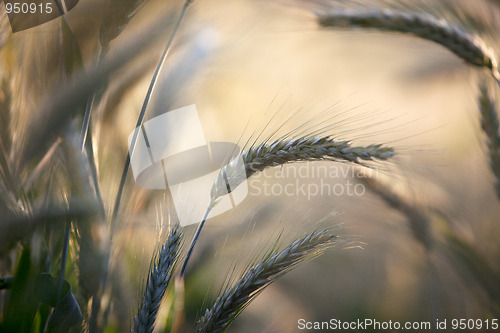 Image of Fields of Wheat in Summer