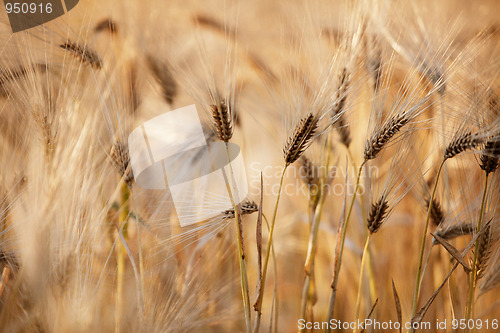 Image of Fields of Wheat in Summer