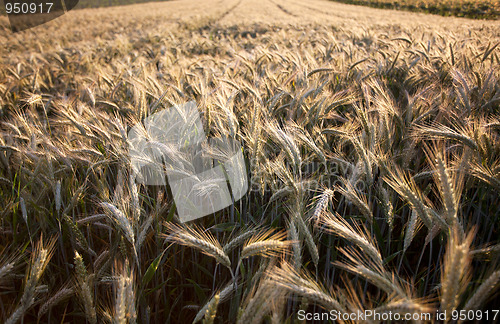 Image of Fields of Wheat in Summer