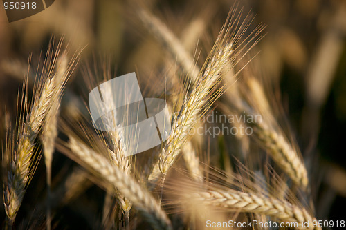 Image of Fields of Wheat in Summer