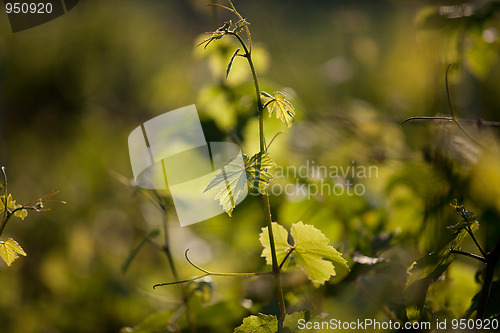 Image of Vineyard in Southwest Germany