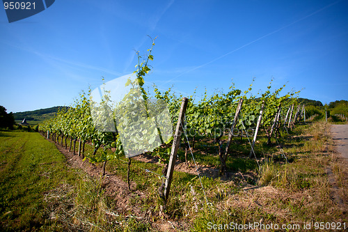 Image of Vineyard in Southwest Germany