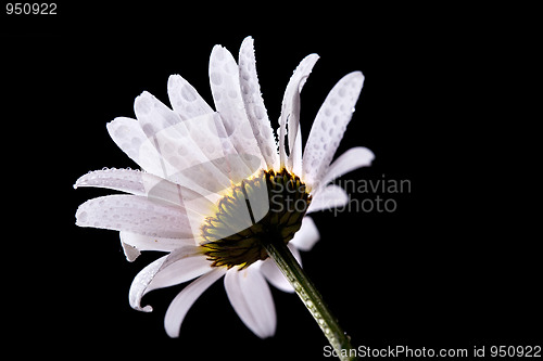 Image of Daisy Flowers with Dewdrops