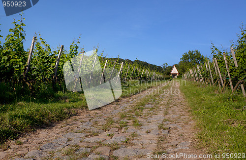 Image of Vineyard in Southwest Germany