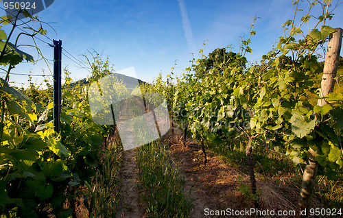 Image of Vineyard in Southwest Germany