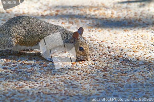 Image of Squirrel