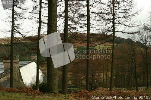 Image of Through The Trees