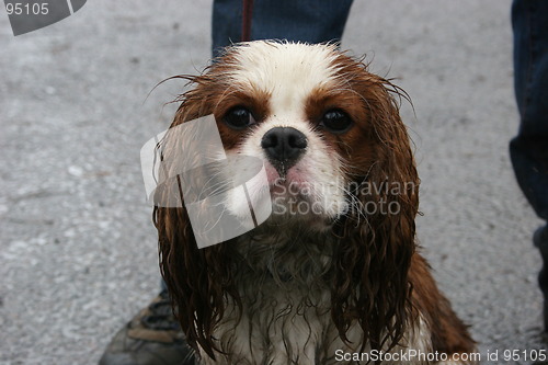 Image of Hunting Cavalier