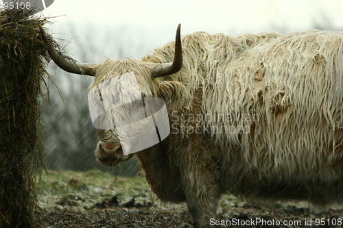 Image of Highland Cattle