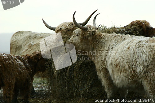 Image of Feeding Time