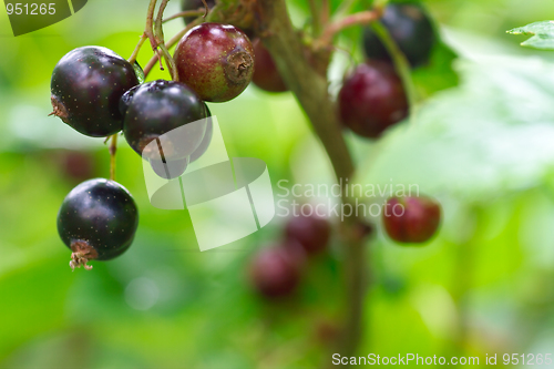 Image of blackcurrant