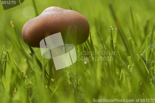 Image of Mushroom