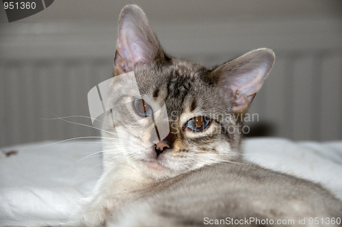 Image of Bengal kitten