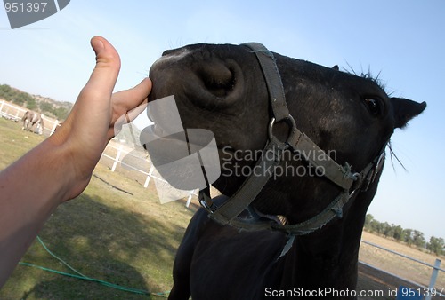 Image of Portrait of horse