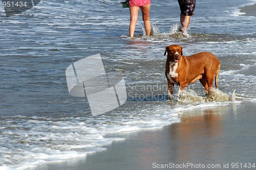 Image of Dog running on the beach, Puerto Escondido