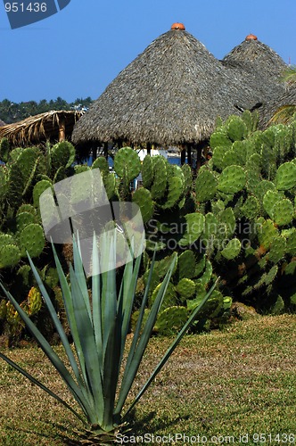 Image of Strawy huts with cactuses around in Puerto Escondido