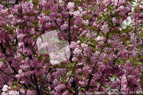 Image of Tree duing spring with branches full of pink flowers