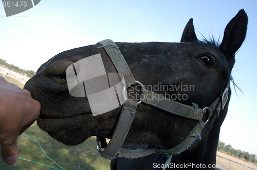 Image of Portrait of horse