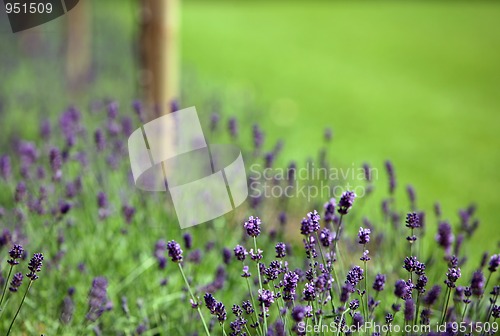 Image of Lavender