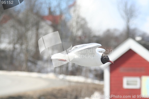 Image of seagul
