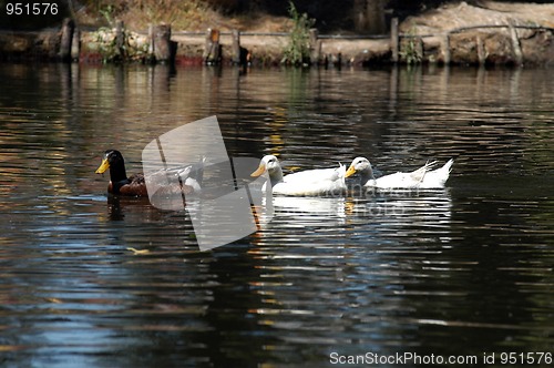 Image of Ducks on water