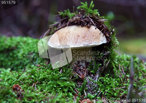 Image of Mushrooms growing in forest