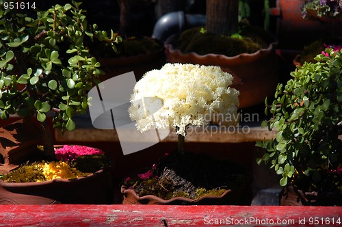 Image of Boat in Mexico city Xochimilco