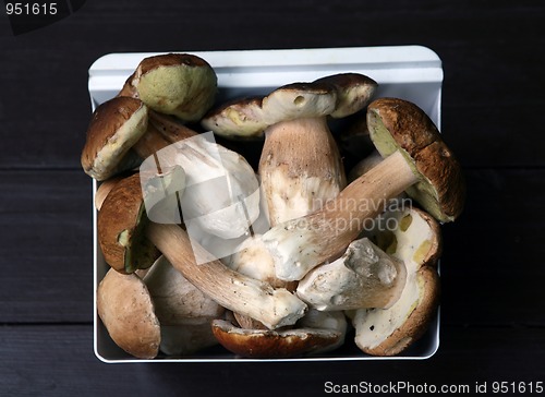 Image of Tasty collected mushrooms