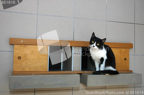 Image of Cat on shelf