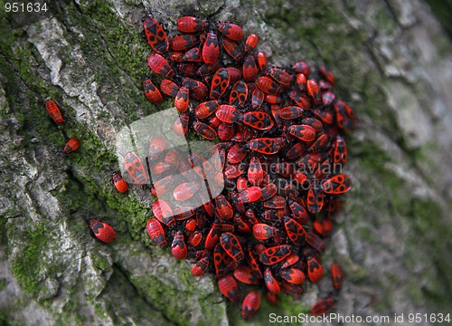 Image of Firebugs on tree