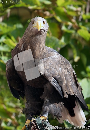 Image of Brown eagle