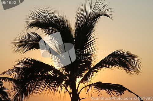 Image of Palm in susnet light in Puerto Escondido