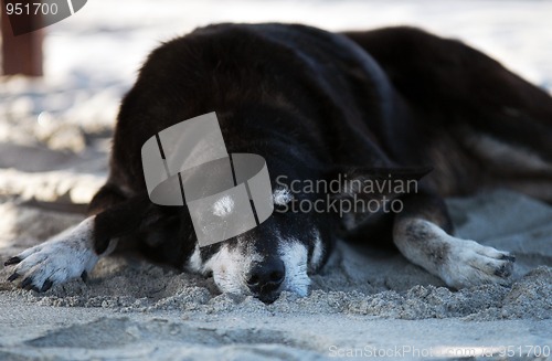 Image of Dog sleeping on beach