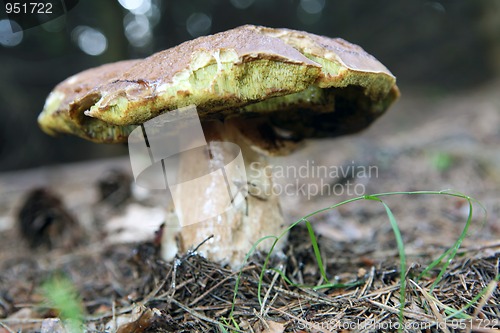 Image of Mushrooms growing in forest