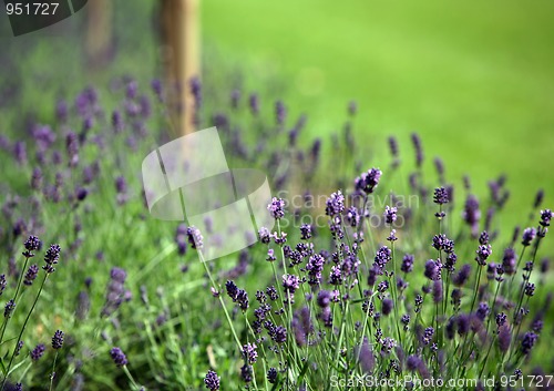 Image of Lavender