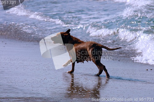 Image of Dog running on the beach, Puerto Escondido