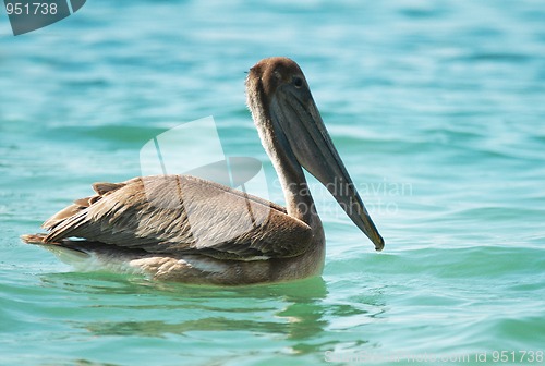 Image of Sea brown pelican