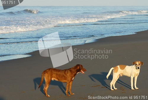 Image of Two dogs on beach in Puerto arista, Mexico