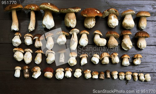 Image of Tasty collected mushrooms