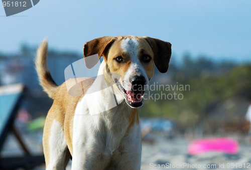 Image of Dog on the beach