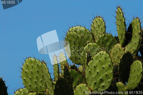 Image of Detail of cactus growing in  Puerto Escondido