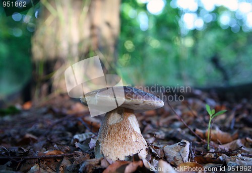 Image of Mushrooms growing in forest