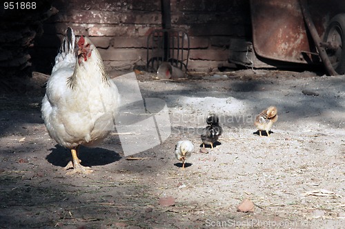 Image of Hen and chicken